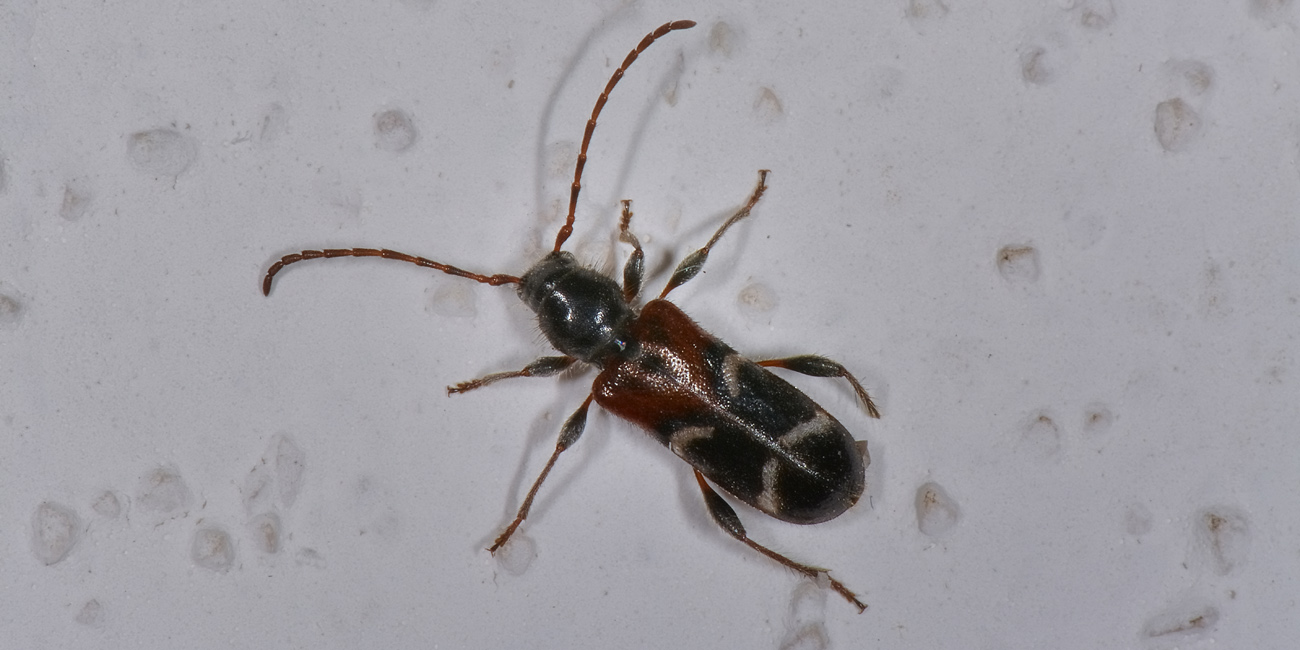 Cerambicidae:   Poecilium alni